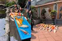 Đàn cá Koi chết cứng, nhìn mặt chủ nhân netizen thấy mà thương