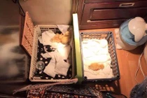 Quên trứng vịt lộn trong tủ, dân mạng bỗng có đàn thú cưng cực xinh