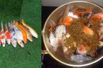 Chàng trai Đà Nẵng gây sốc khi dùng cá Koi nấu ăn