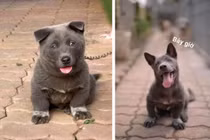 "Dậy thì thành công", idol Nguyễn Văn Dúi có vũ khí thu hút fan