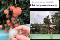 Vừa khoe cây vải thiều "phản chủ", cô gái nhận cái kết từ hàng xóm