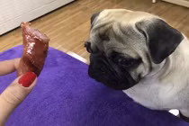 Dân mạng choáng váng trước phần ăn sang chảnh của chú chó 20kg