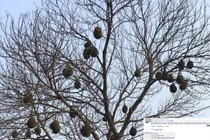 Cây mít lạ trĩu quả không chút lá, dân mạng cảnh báo nguy hiểm