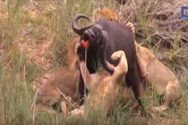 Video: Trâu nước húc thủng ngực sư tử và cái kết bi tráng