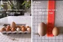 Đập quả trứng to hơn bình thường, cô gái thảng thốt vì cảnh tượng lạ 