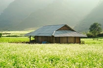 Mùa hoa tam giác mạch đẹp ngất ngây ở Mộc Châu