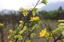 Mai vàng 5 cánh giúp vùng quê nghèo dưới chân Hoành Sơn khởi sắc