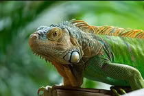 Sở thích quái đản của loài thằn lằn Nam Mỹ 