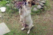 Thấy chó lang thang liên tục chắp 2 chân trước, bất ngờ sự thật phía sau