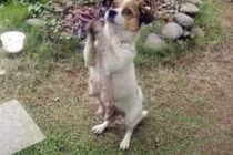 Thấy chó lang thang liên tục chắp 2 chân trước, bất ngờ sự thật phía sau