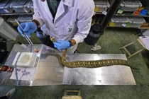 Kinh hoàng nghề mát xa rắn để vắt nọc độc chế huyết thanh 