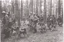 Cuộc chiến tranh nào có hơn 500.000 chú chó vào trận?