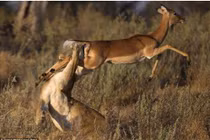 Cú nhảy thần kỳ giúp linh dương thoát nanh vuốt sư tử trong nháy mắt