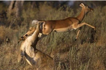 Cú nhảy thần kỳ giúp linh dương thoát nanh vuốt sư tử trong nháy mắt