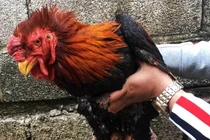 Trả 20 triệu đồng vẫn không mua nổi cặp chân gà Đông Tảo 