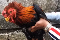 Trả 20 triệu đồng vẫn không mua nổi cặp chân gà Đông Tảo 