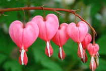 Tại sao người miền Nam gọi hoa là bông?