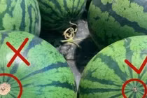 Cách chọn dưa hấu, dưa lê ngon ngọt chỉ với 3 giây 