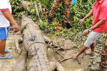 Những vụ cá sấu khổng lồ tấn công người ghê rợn nhất thế giới