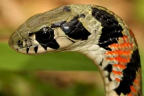 Kinh hoàng loài rắn hổ săn cóc độc, hút độc tố qua mang ở Việt Nam 