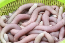 Bạn mời ăn đặc sản nhưng từ chối, cô gái hối hận suốt đời