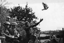  Chim bồ câu được phong anh hùng giải cứu hơn 500 binh sĩ