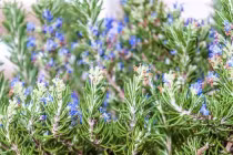 8 loại cây cảnh là kẻ thù của côn trùng, ruồi muỗi sợ xanh mắt 