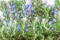 8 loại cây cảnh là kẻ thù của côn trùng, ruồi muỗi sợ xanh mắt 