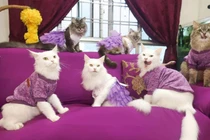 Xu hướng dùng thú cưng làm KOLs trên mạng xã hội