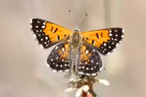 Chiêm ngưỡng 7 loài bướm hiếm nhất thế giới