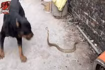 Video: Hổ mang bị chó nhà hung dữ cắn xé tơi bời