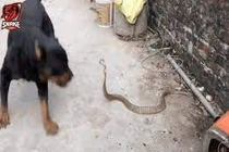 Video: Hổ mang bị chó nhà hung dữ cắn xé tơi bời