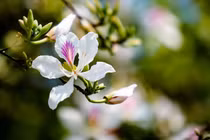 Những loài hoa biểu tượng ở các địa phương