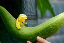 Lộ chiêu đầu bếp giúp món mướp xào màu xanh đẹp mắt