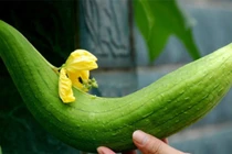 Lộ chiêu đầu bếp giúp món mướp xào màu xanh đẹp mắt