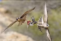 Cận cảnh pha săn mồi đẫm máu của chim ưng 