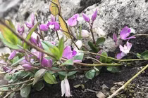 Cây mọc hoang đầy ở Việt Nam, nước ngoài bán hàng trăm nghìn/kg