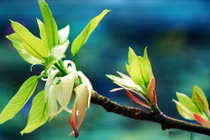 Mùa xuân thiêng liêng và ý nghĩa trong thơ Trần Minh