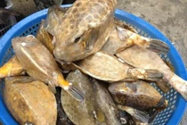 Loại cá kỳ dị là món ngon nổi tiếng Phú Yên