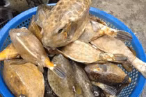 Loại cá kỳ dị là món ngon nổi tiếng Phú Yên