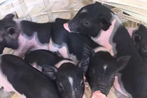 "Boss" lợn Trung Quốc 1,5 triệu/kg