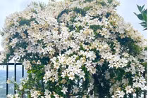 Loài hoa đẹp hơn tranh giúp xoay chuyển vận mệnh, công dụng 'thần thánh'