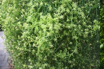 Độc lạ cây cảnh gây 'xoắn não', thân hành cành tiên đến từ châu Phi