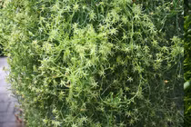 Độc lạ cây cảnh gây 'xoắn não', thân hành cành tiên đến từ châu Phi