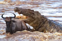 Video: Bầy cá sấu “tàn sát” linh dương đầu bò 