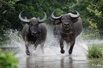 3 con giáp Thần Tài gõ cửa muộn càng già càng giàu