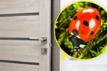 7 loại động vật nhỏ bé bị con người ghét bỏ nhưng hữu ích