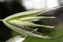 Một loại cây có thể di chuyển tìm đất để sinh tồn