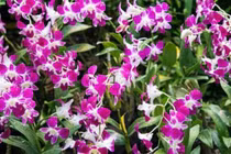 5 loài hoa cát tường, ý nghĩa tốt lành