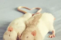 Từ 7 - 9/11 Âm lịch, 3 tuổi sống trong nhung lụa